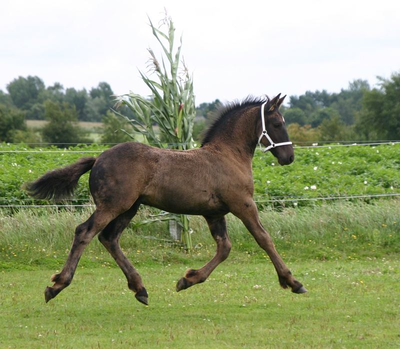 Mamaaaaaaaa, ich kann fliegen