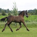 Mamaaaaaaaa, ich kann fliegen