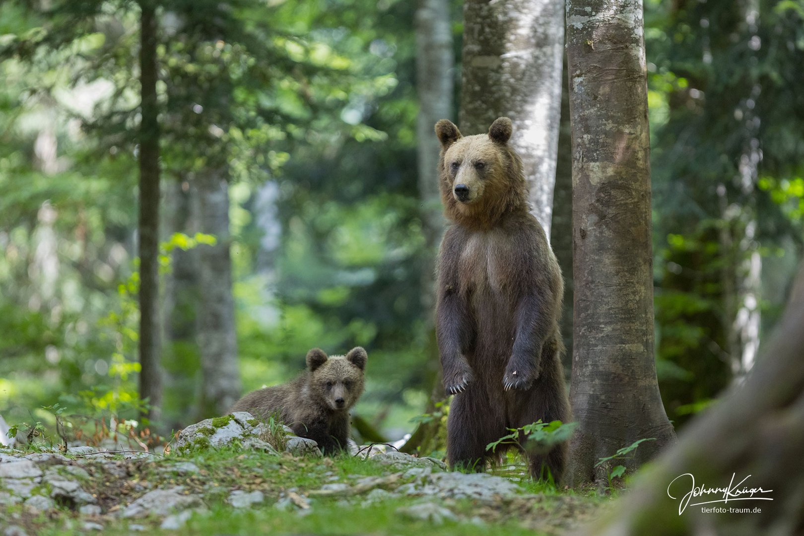 Mamabär in Alarmbereitschaft