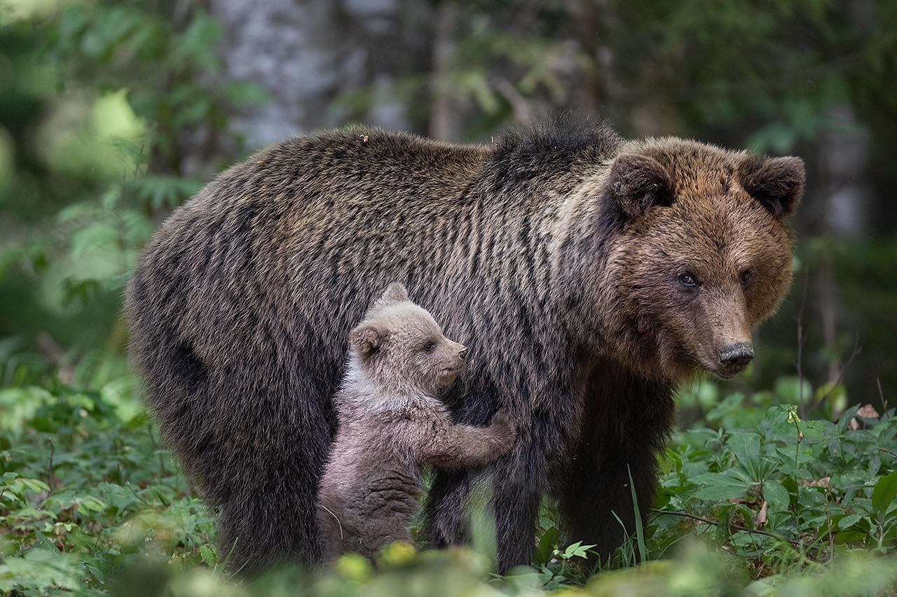 Mamabär mit Junge