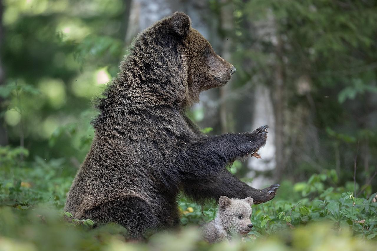MamaBär mit junge Bär