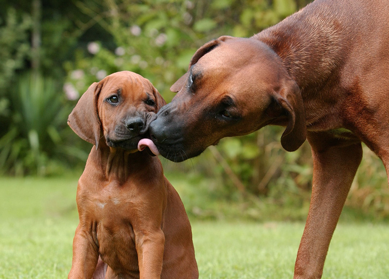 "Mama.........du nervst mit deinem Putzfimmel"