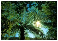 Mamaku (Cyathea medullaris)