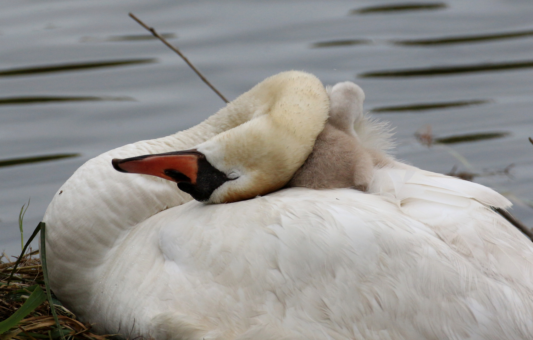 Maman caresse.......