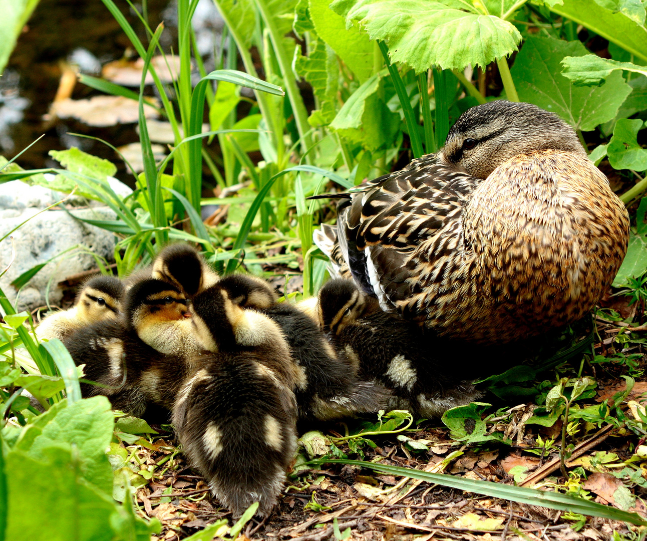 Maman ,c'est fini quand la sieste