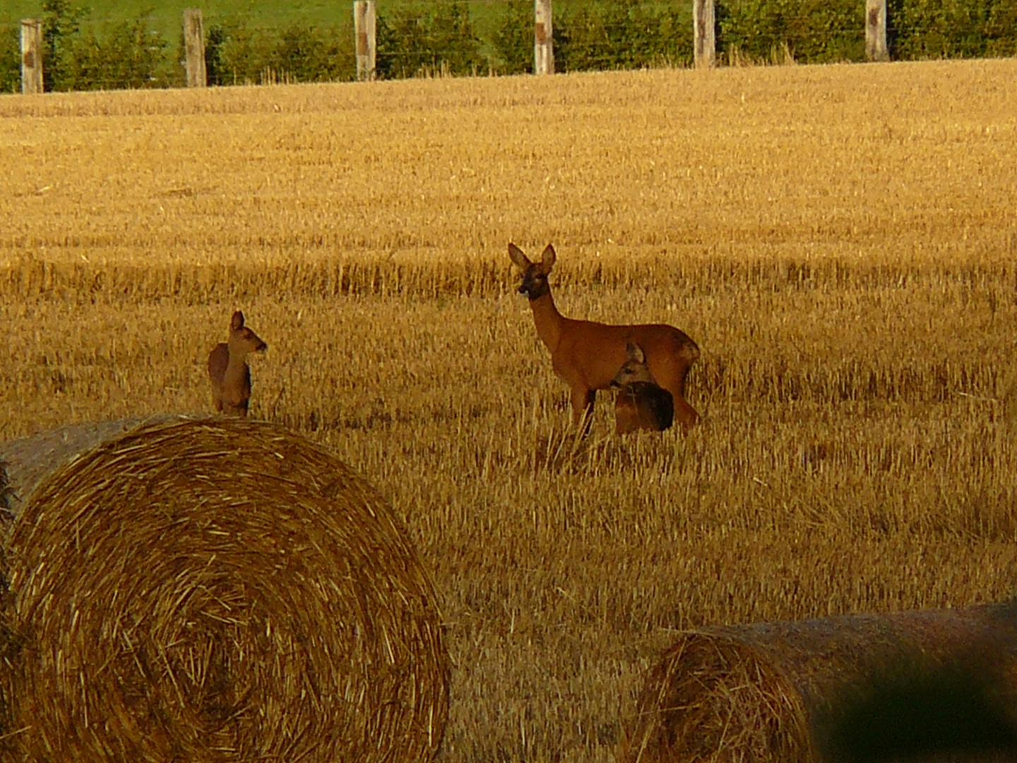 Maman chevreuil et ses deux bébés