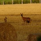 Maman chevreuil et ses deux bébés