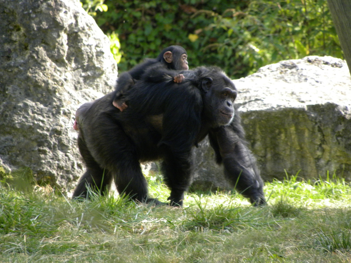 Maman Chimpanzée et son bébé