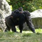 Maman Chimpanzée et son bébé