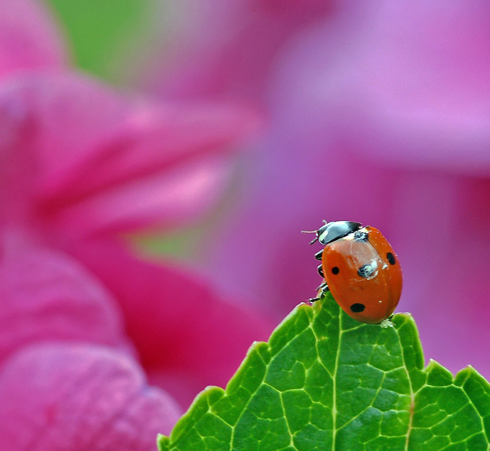 Maman coccinelle