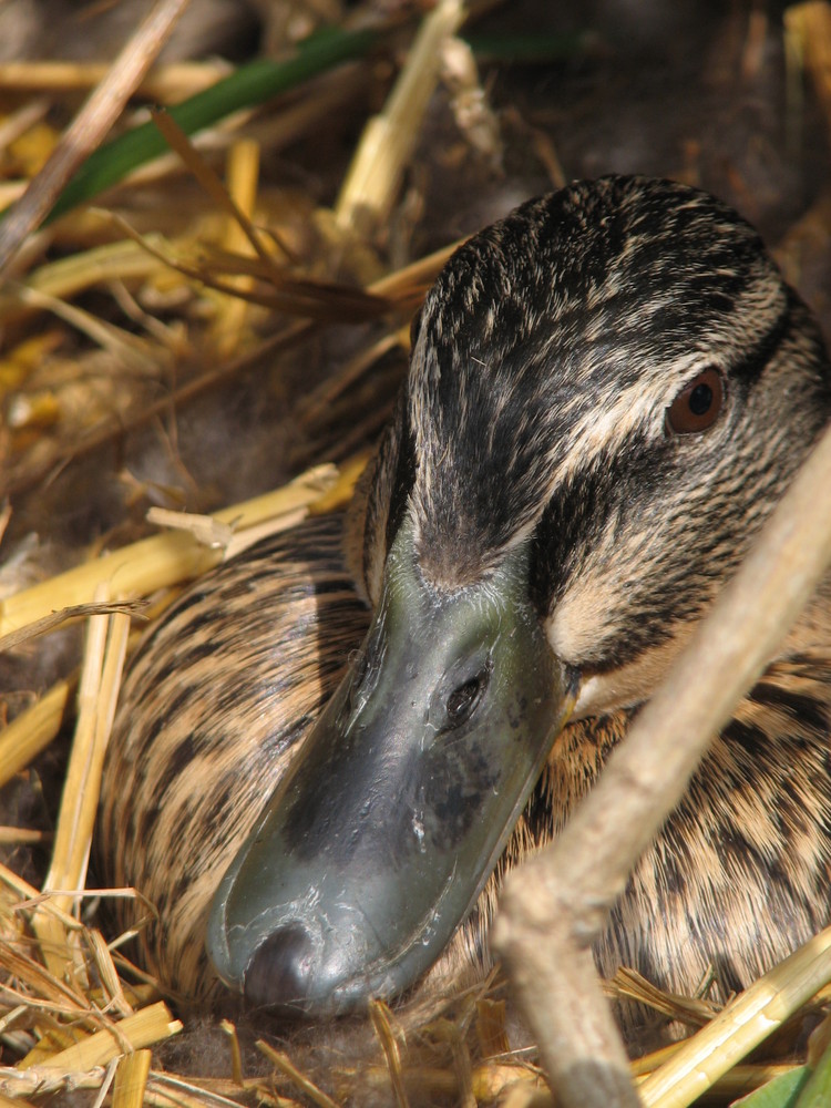 Maman colvert en couvée