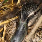 Maman colvert en couvée