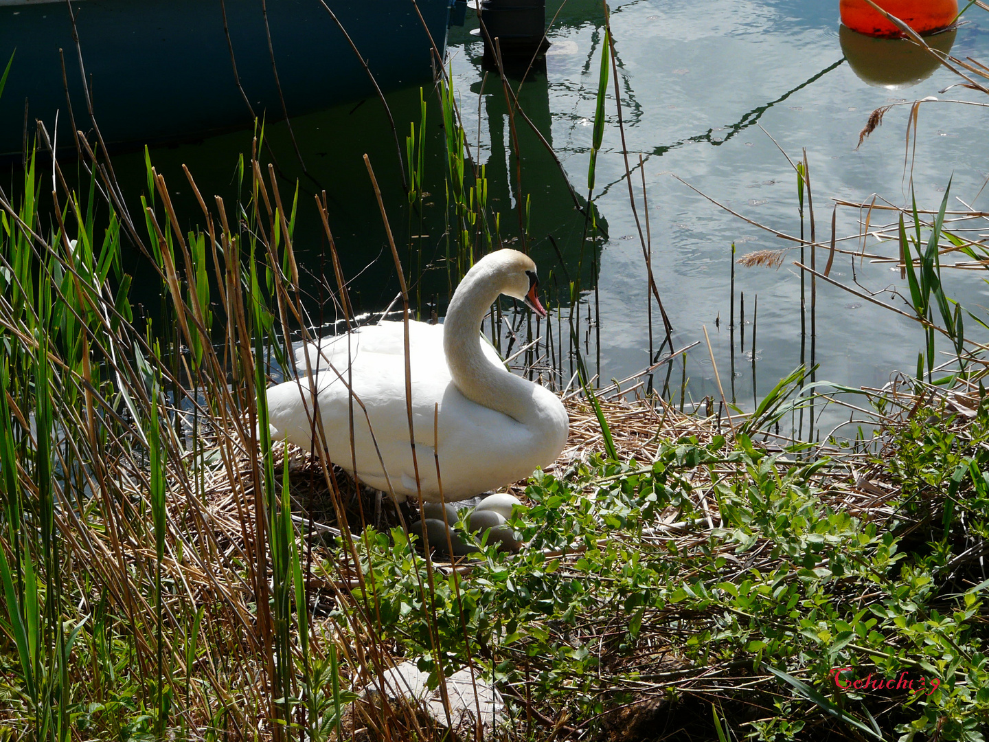 Maman Cygne