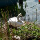 Maman Cygne