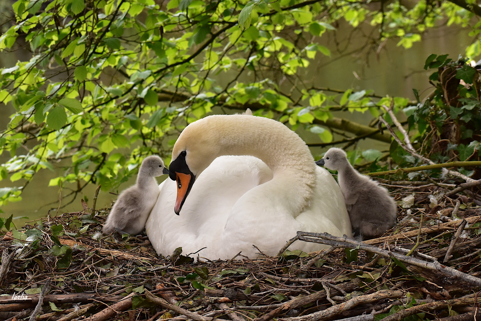 maman cygne avec les bebes