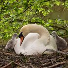 maman cygne avec les bebes