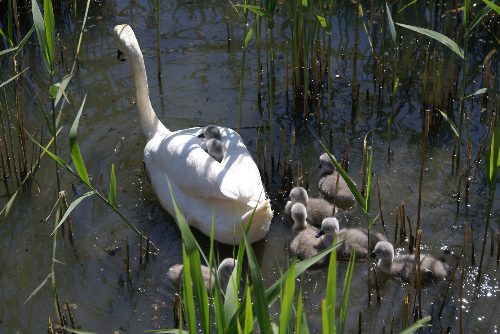 Maman cygne en balade avec ses petits sur le lac de Neuchâtel