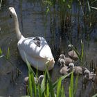 Maman cygne en balade avec ses petits sur le lac de Neuchâtel