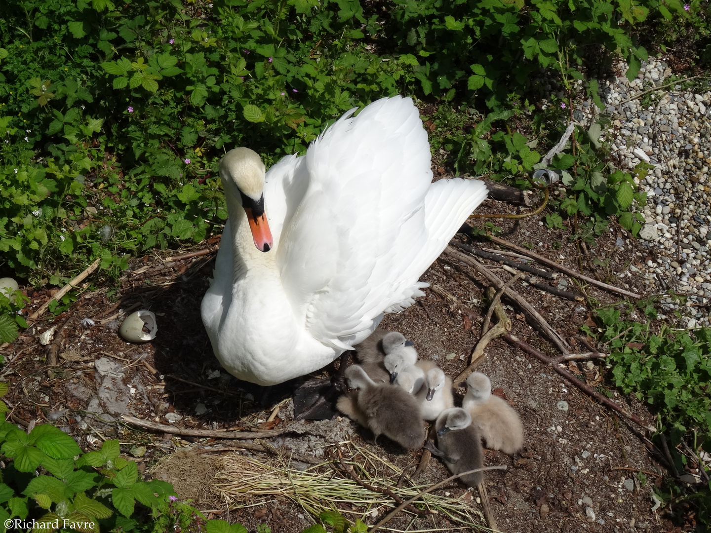 Maman cygne et ses cygneaux