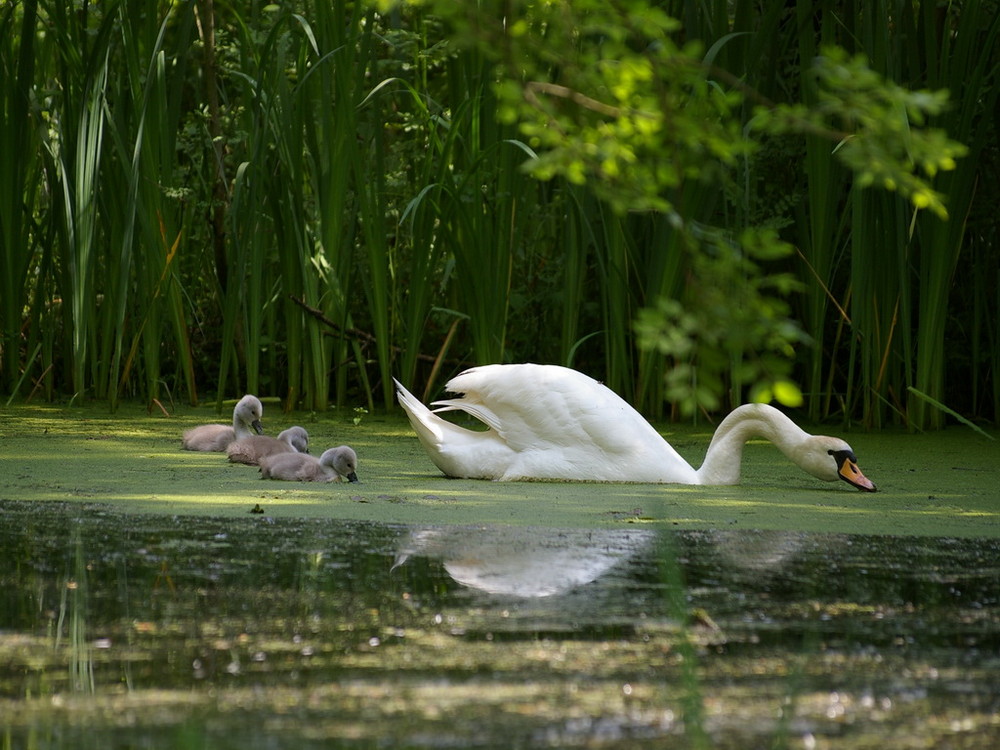 Maman Cygne et ses trois petits