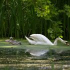 Maman Cygne et ses trois petits