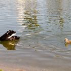 Maman cygne et son petit