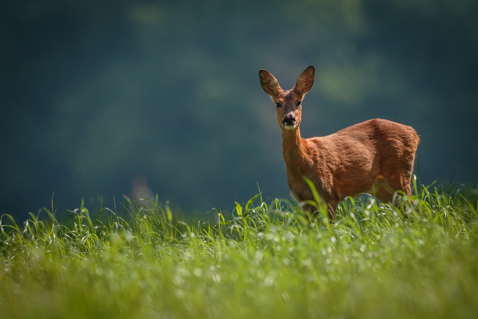 Maman de Bambi,