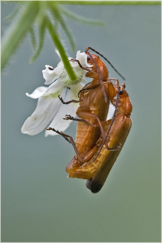 Maman dîne et papa...