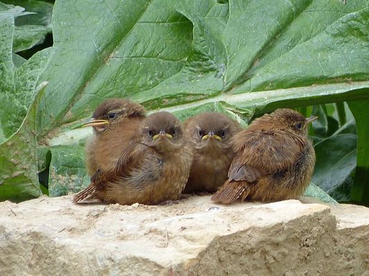 maman est partie aux provisions ...