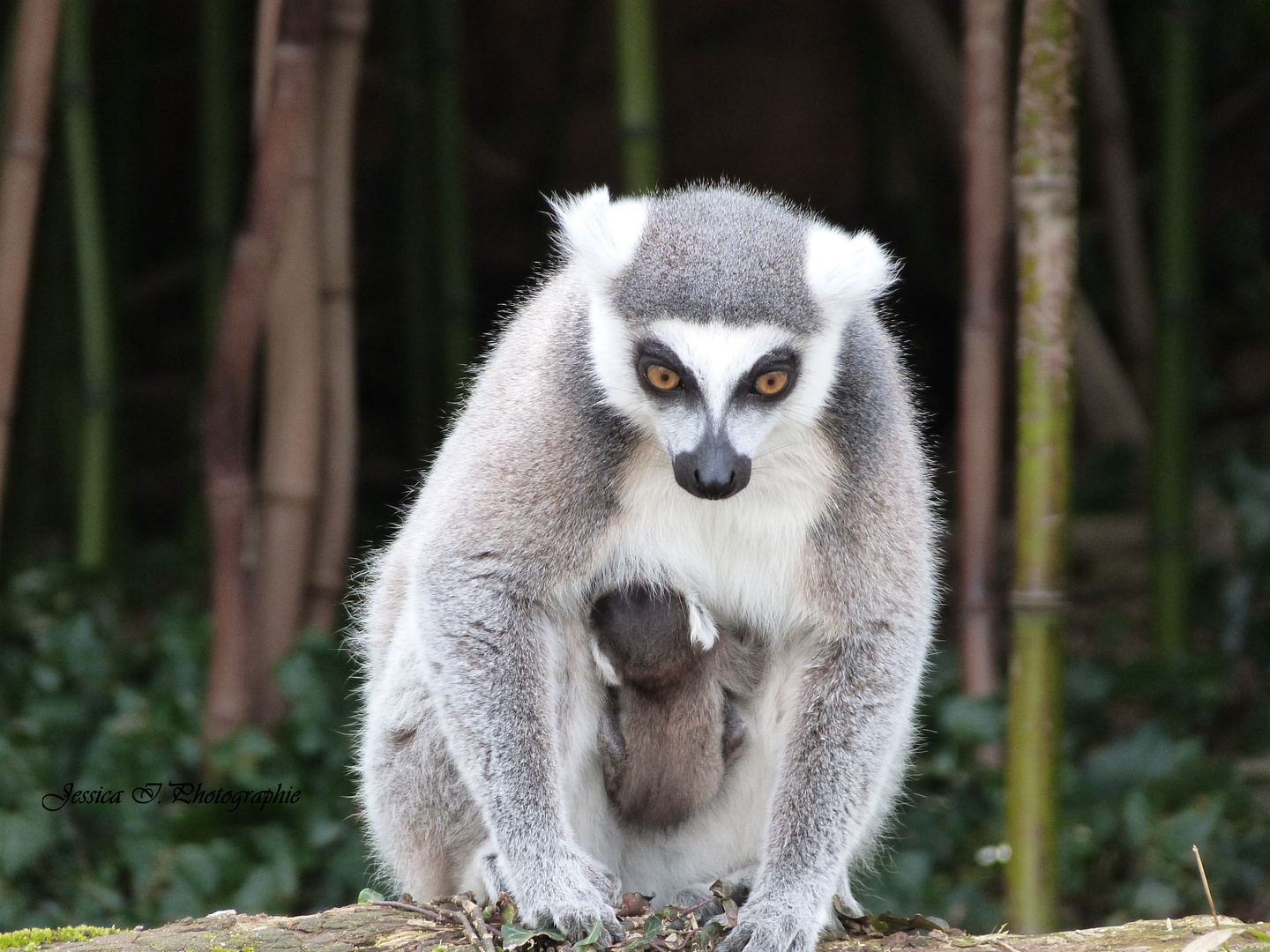 Maman et bébé lemur catta