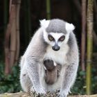 Maman et bébé lemur catta