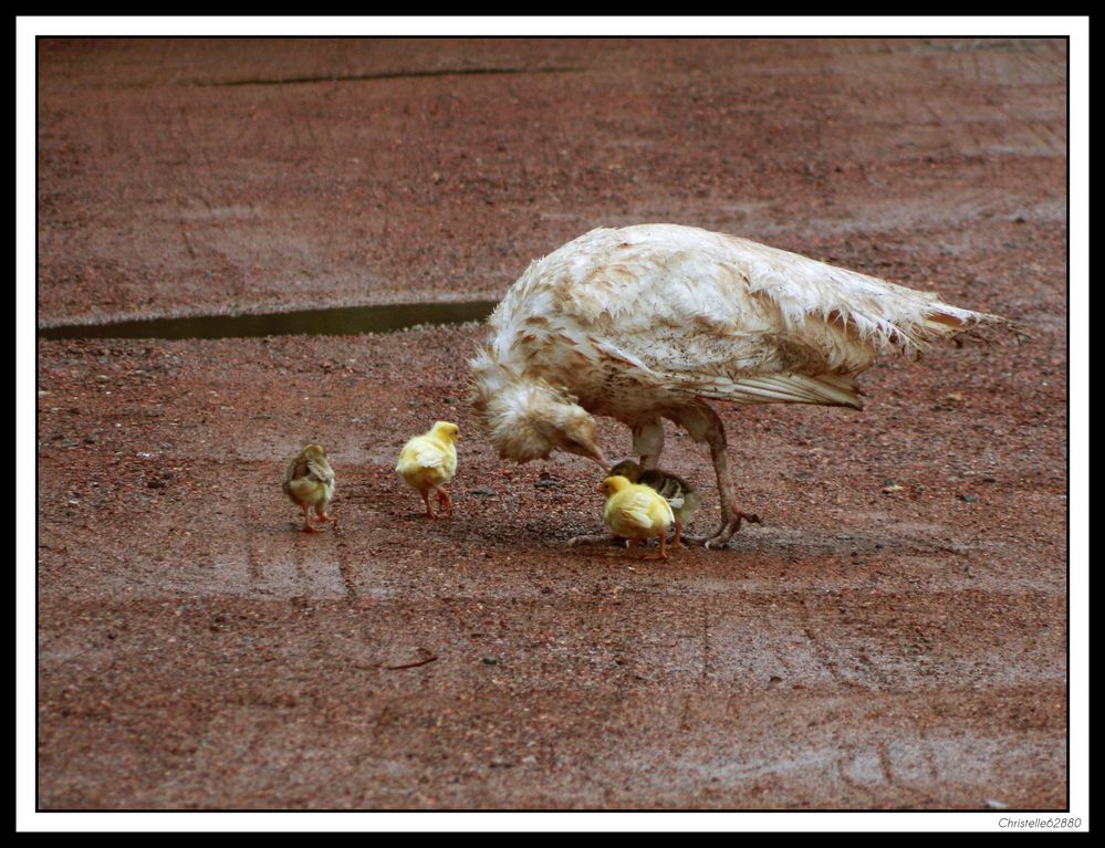 maman et ses petits