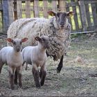 Maman et ses petits