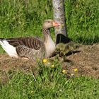 Maman et ses petits.