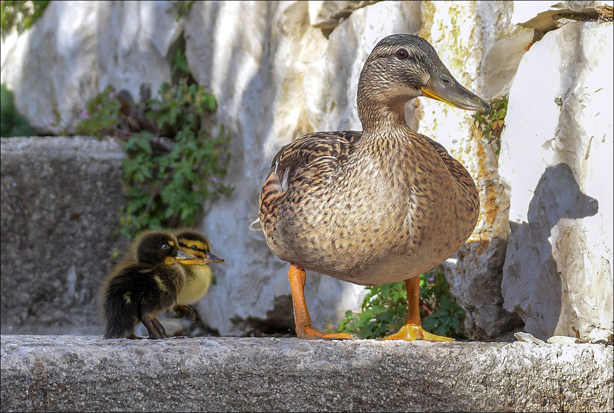 Maman et ses petits