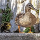 Maman et ses petits