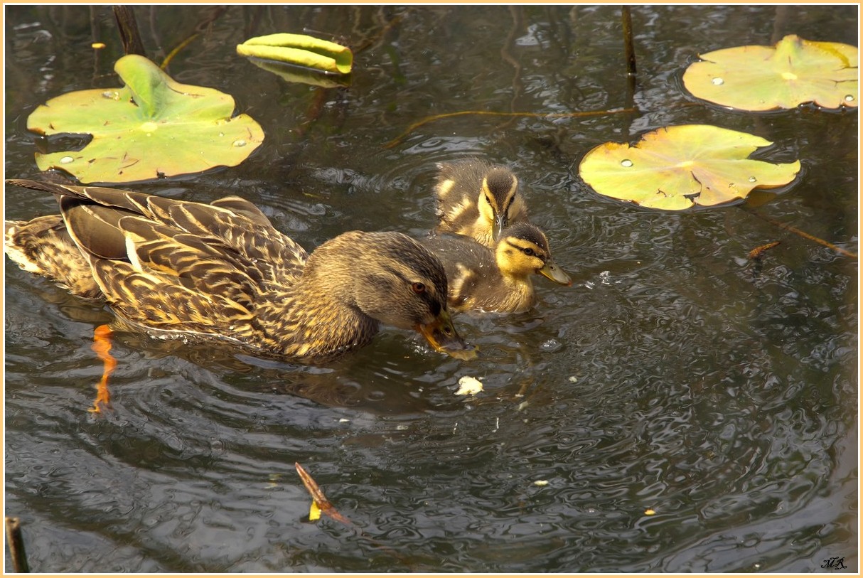 Maman et ses petits en promenade