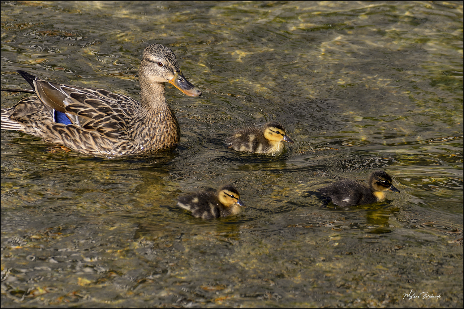 Maman et ses petits se promènent le long de la rivière