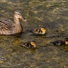 Maman et ses petits se promènent le long de la rivière