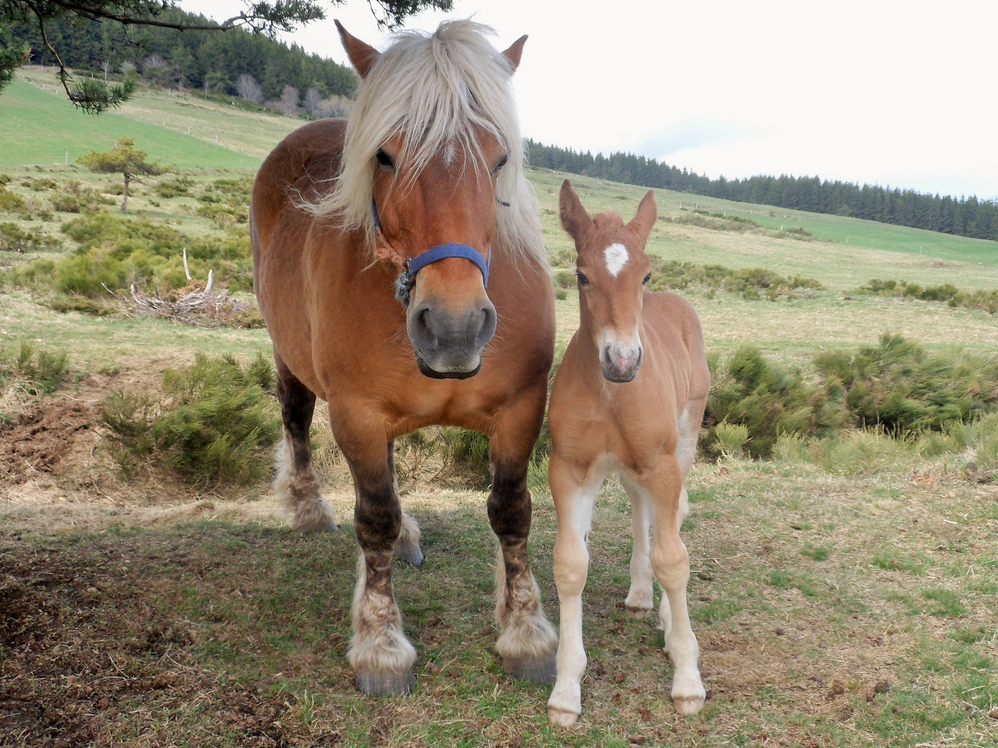 maman et son fils