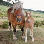 maman et son fils