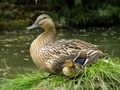 Maman et son petit. von Chante 