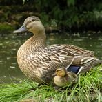 Maman et son petit.