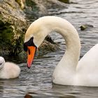 Maman et son petit