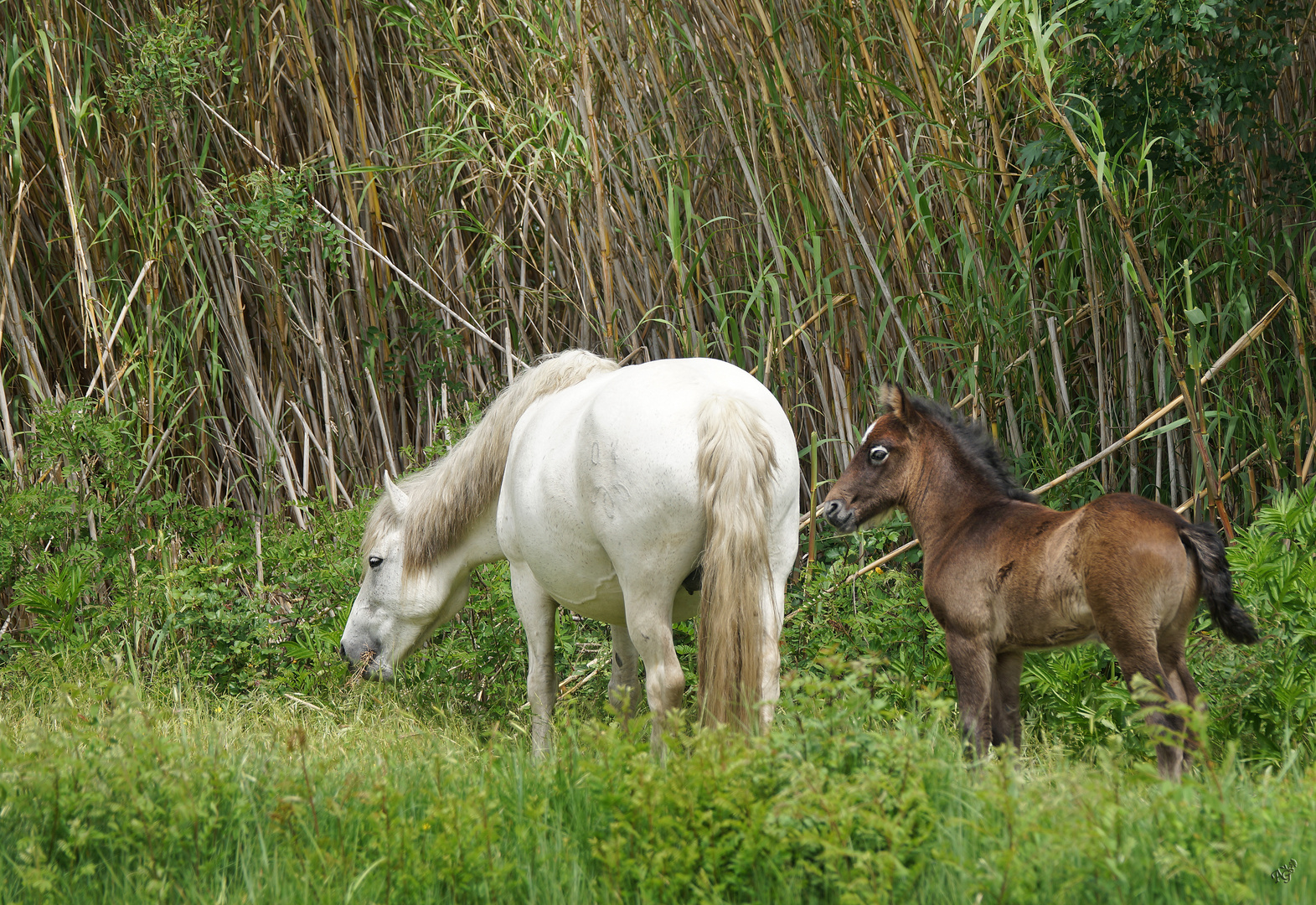 maman et son petit Camarguais