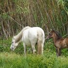 maman et son petit Camarguais