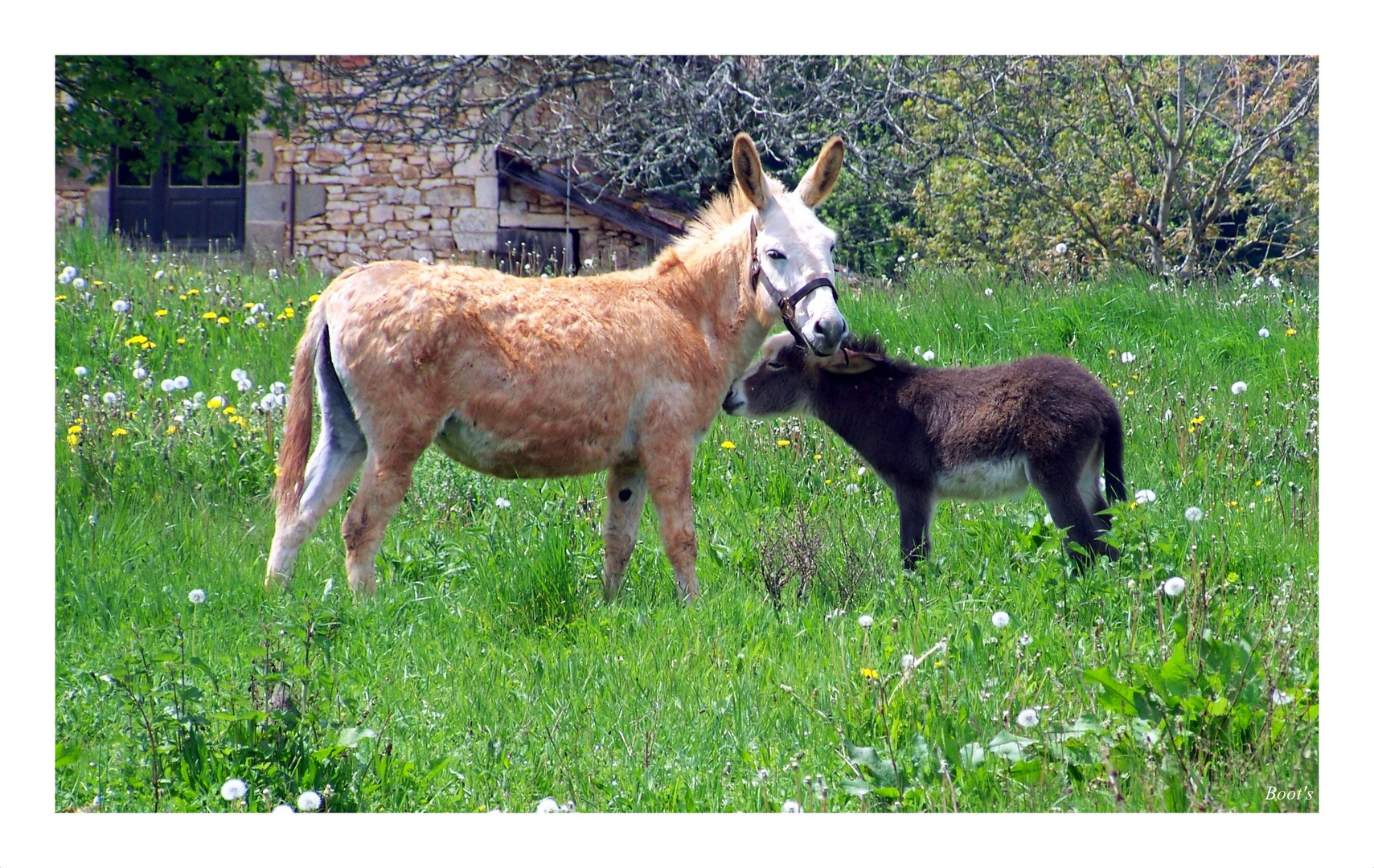 Maman et son petit