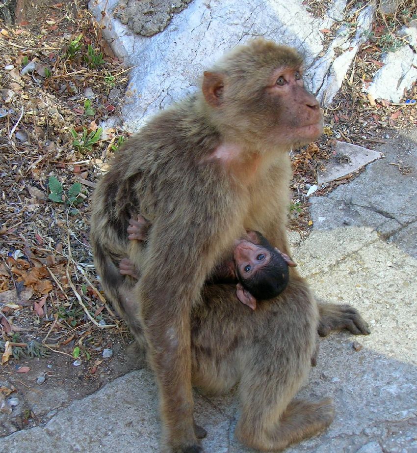 Maman et son petit