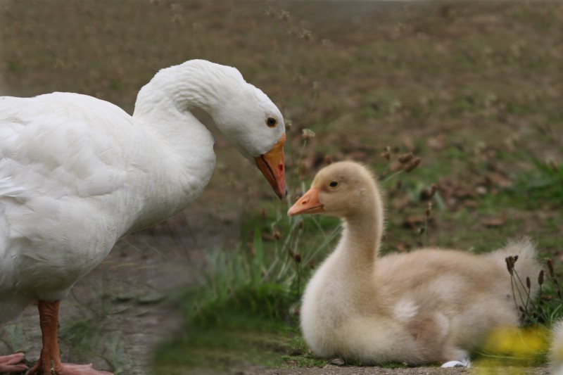 Maman et son petit