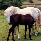 ""MAMAN FAIT MOI UN CALIN ""